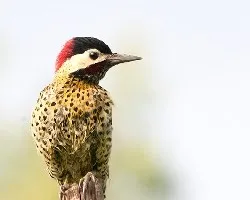 Colaptes melanochloros