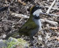 Arremon brunneinucha