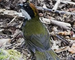 Arremon brunneinucha