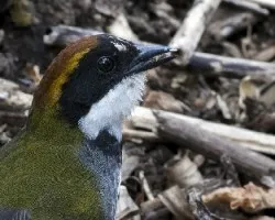 Arremon brunneinucha