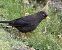 Turdus nigrescens