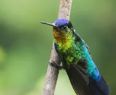 Panterpe insignis