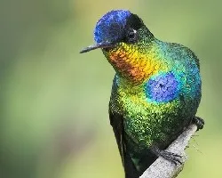 Panterpe insignis