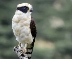 Herpetotheres cachinnans