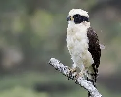 Herpetotheres cachinnans