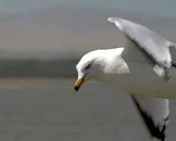 Larus delawarensis