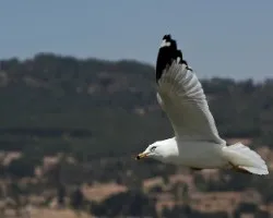 Larus delawarensis