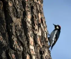 Melanerpes formicivorus