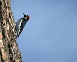 Melanerpes formicivorus
