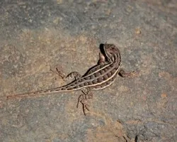 Sceloporus aeneus