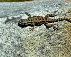 Sceloporus grammicus
