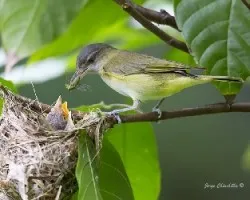 Vireo flavoviridis