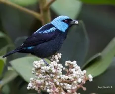 Dacnis venusta