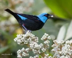 Dacnis venusta