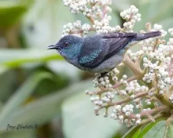 Dacnis venusta
