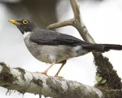Turdus assimilis