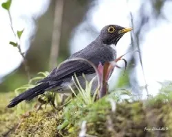 Turdus assimilis