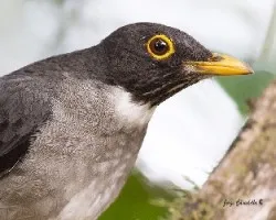 Turdus assimilis