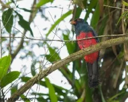 Trogon massena