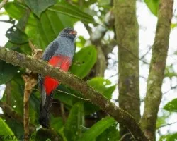 Trogon massena