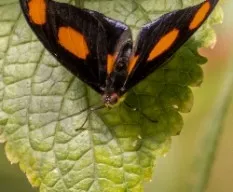 Mariposas 