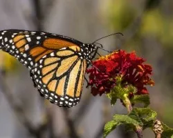 Danaus plexippus