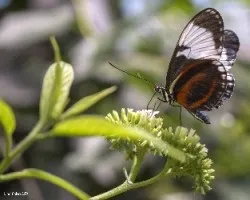 Mariposas 