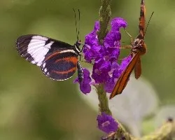 Heliconius cydno