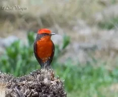 Pyrocephalus rubinus