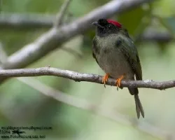 Chiroxiphia linearis