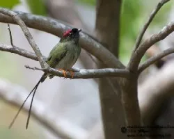 Chiroxiphia linearis