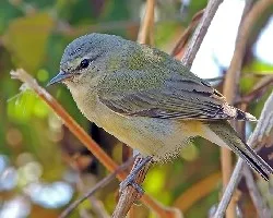 Oreothlypis peregrina