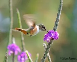 Selasphorus scintilla