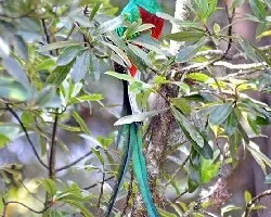 Pharomachrus mocinno