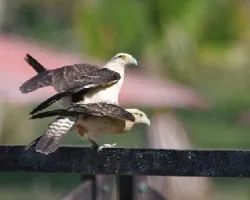 Milvago chimachima perpetuando la especie