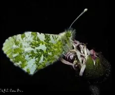 Anthocharis cardamines