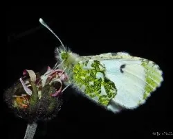 Anthocharis cardamines