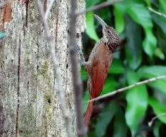 Xiphorhynchus flavigaster