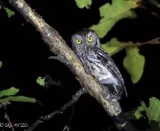 Megascops trichopsis