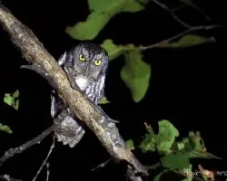 Megascops trichopsis