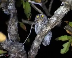 Megascops trichopsis