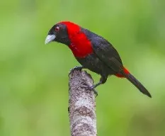 Ramphocelus sanguinolentus