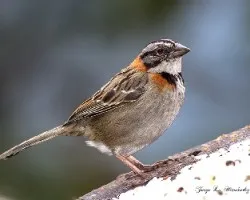 Zonotrichia capensis
