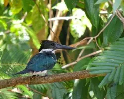 Chloroceryle amazona
