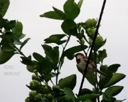 Passer domesticus