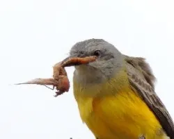 Tyrannus melancholicus