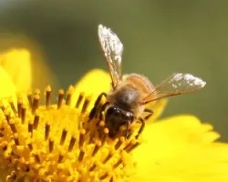 Apis mellifera