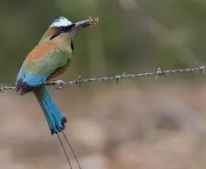 Eumomota superciliosa