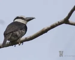 Notharchus macrorhynchos