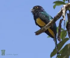 Trogon caligatus